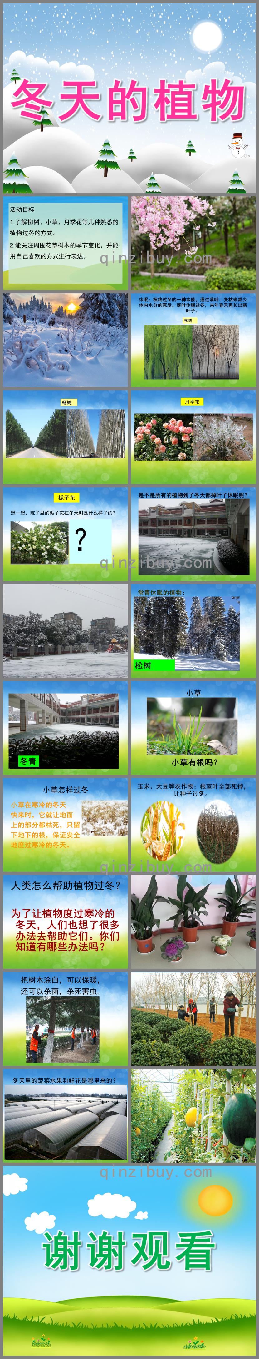 中班科學冬天的植物PPT課件