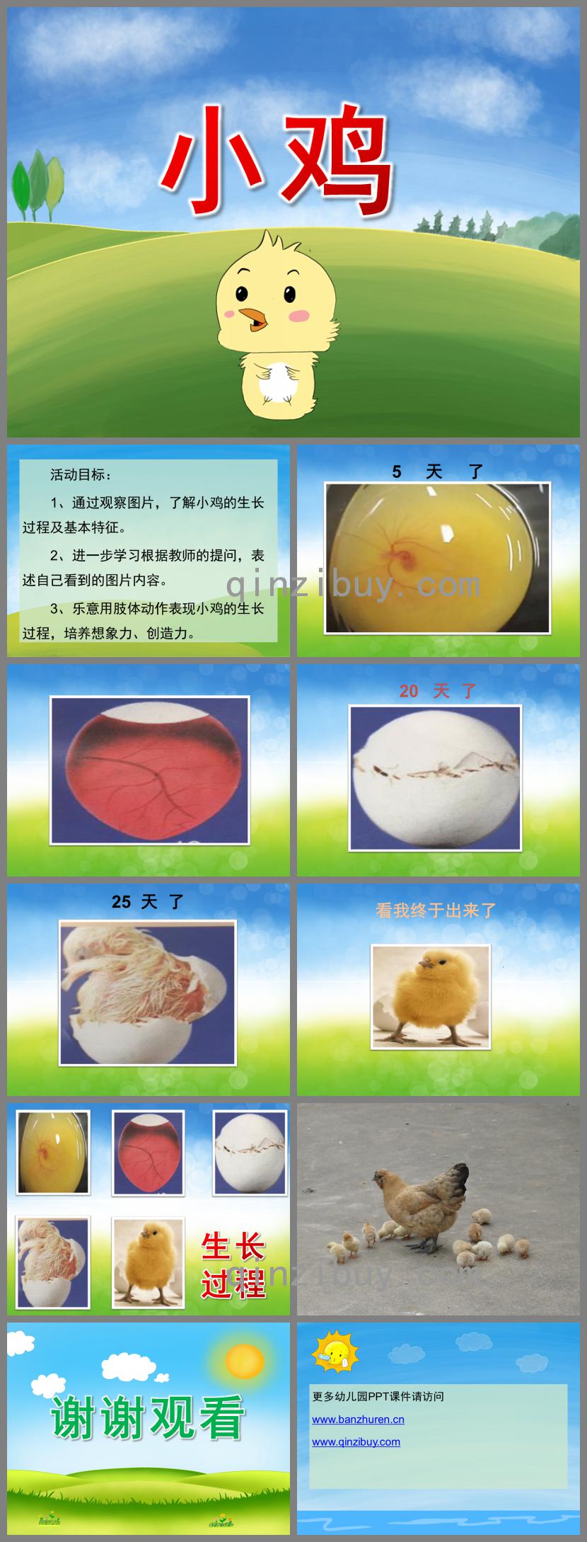 小班科學(xué)小雞PPT課件