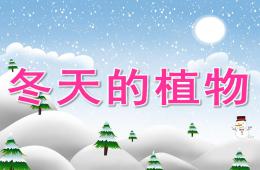 中班科學冬天的植物PPT課件