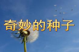 大班科學奇妙的種子PPT課件