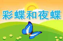 大班科學彩蝶和夜蝶PPT課件