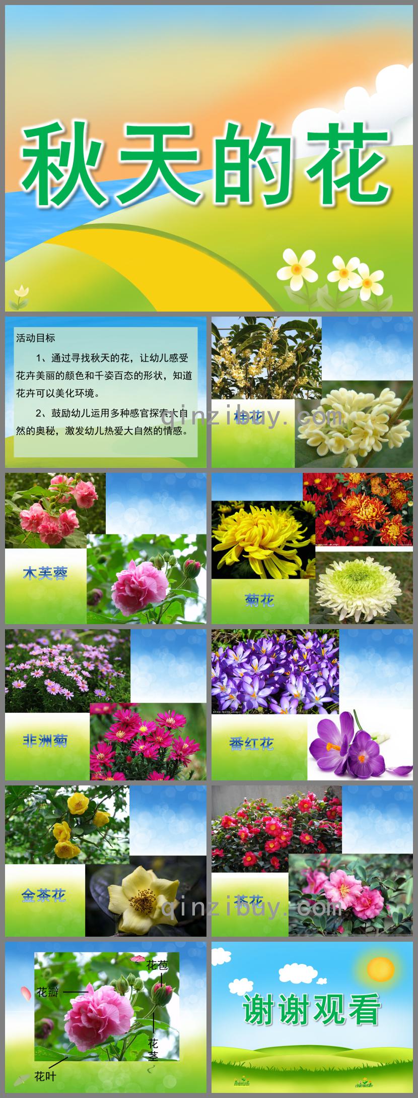 中班科學(xué)秋天的花PPT課件