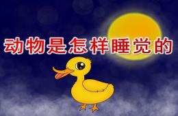 大班助教活動動物是怎樣睡覺的PPT課件