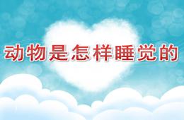 大班動物是怎樣睡覺的PPT課件