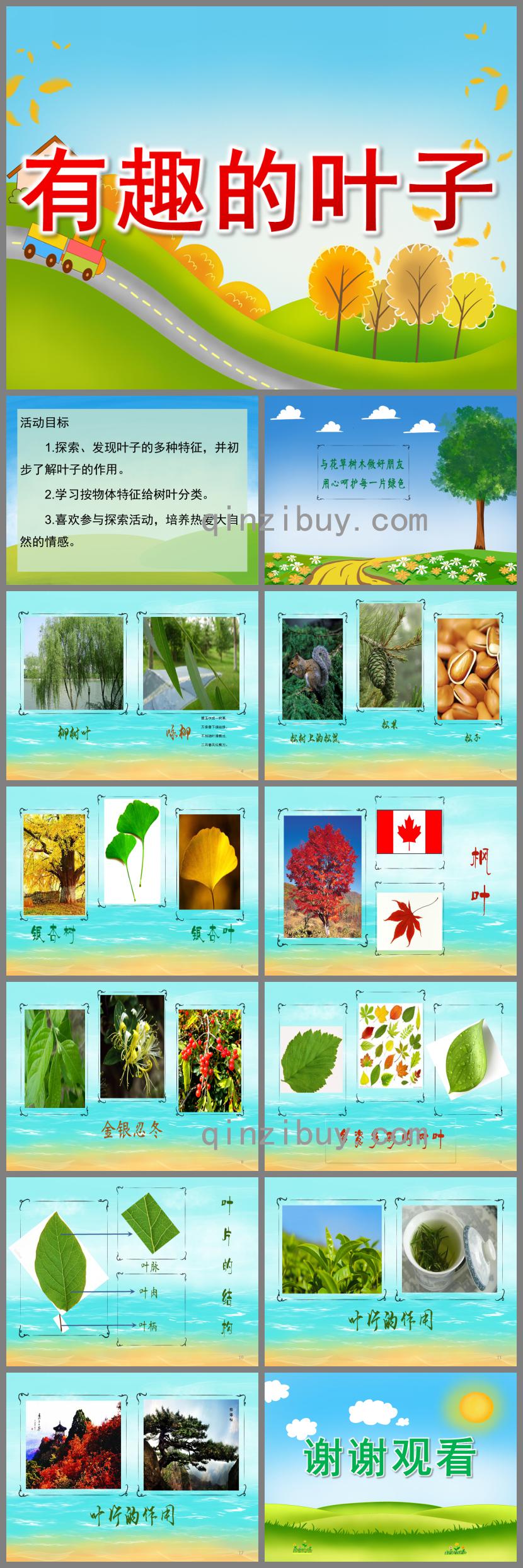 中班科學有趣的葉子PPT課件