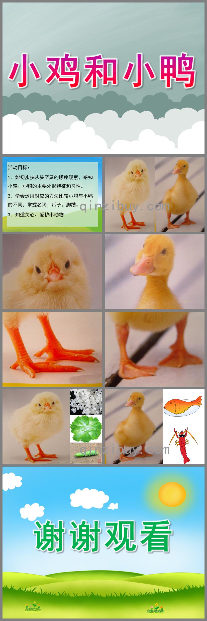 小班科學(xué)活動課小雞和小鴨PPT課件