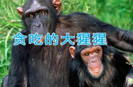 中班貪吃的大猩猩PPT課件