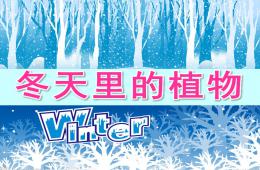 大班科學冬天里的植物PPT課件