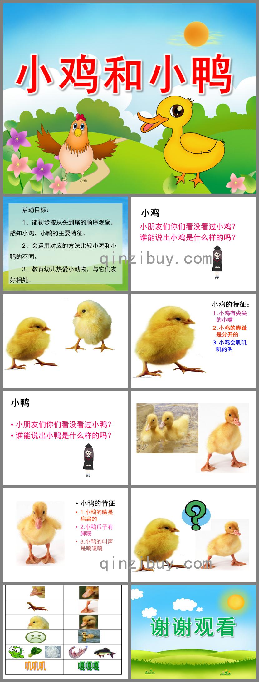 小班科學小雞和小鴨PPT課件