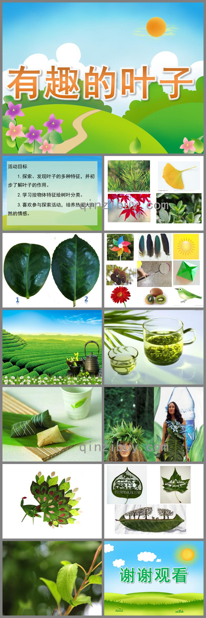 中班科學有趣的葉子PPT課件