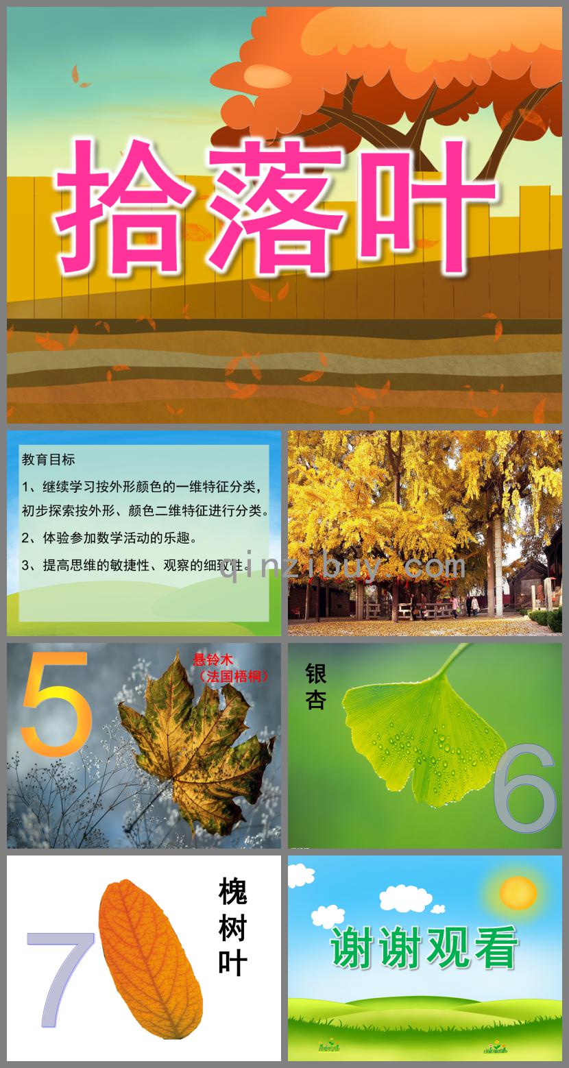 中班數學拾落葉PPT課件