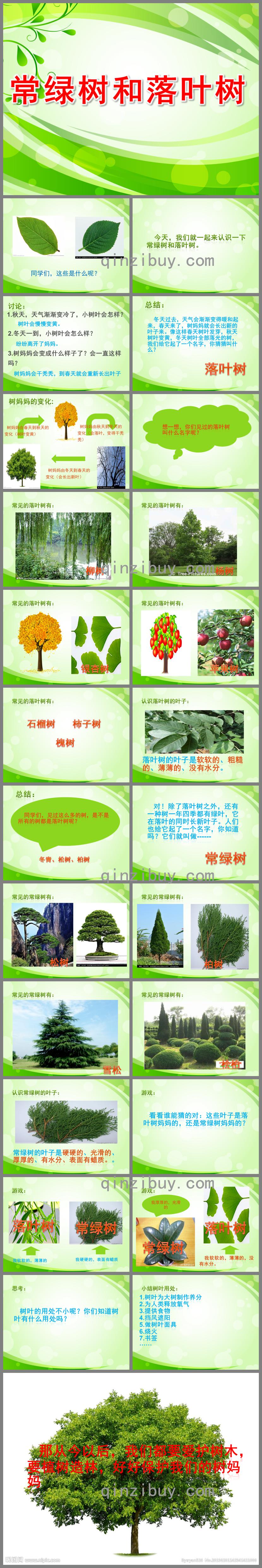大班科學常綠樹和落葉樹PPT課件