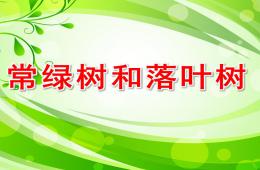 大班科學常綠樹和落葉樹PPT課件