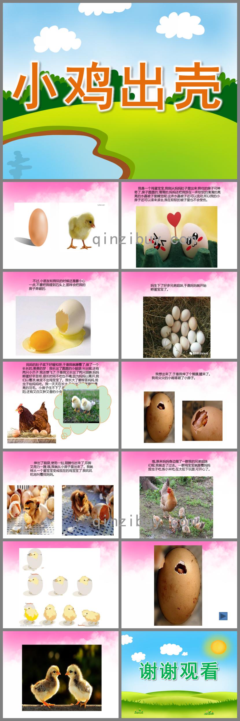 小班科學小雞出殼PPT課件