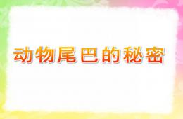 大班科學公開課動物尾巴的秘密PPT課件