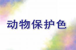 大班科學公開課動物保護色PPT課件