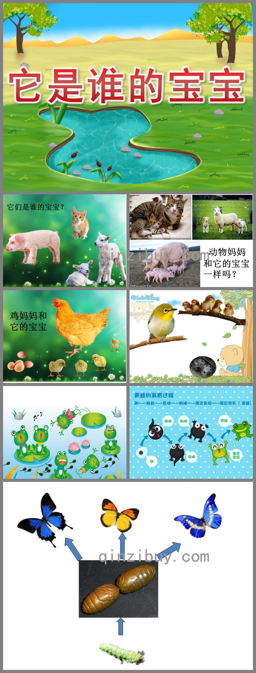 小班科學它是誰的寶寶PPT課件