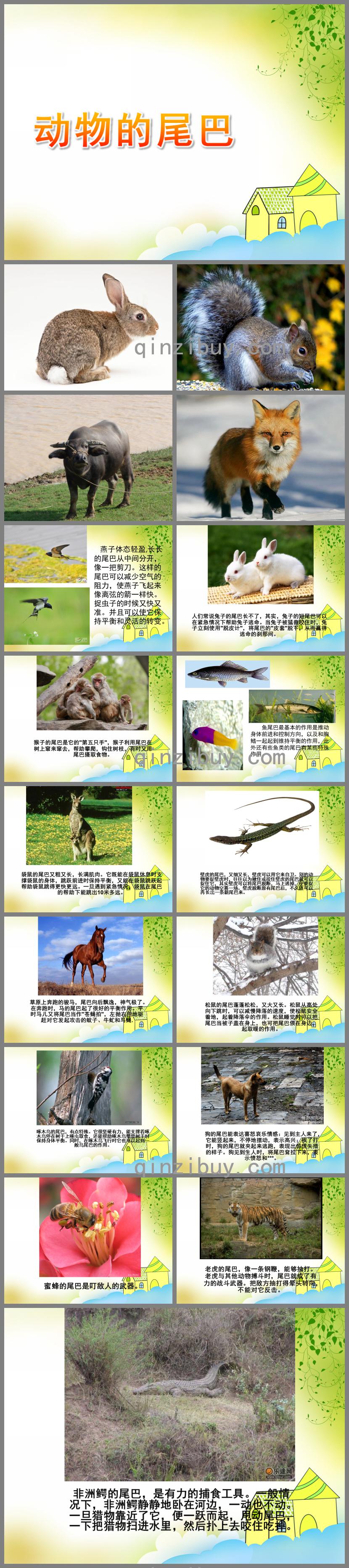 中班科學優質課動物的尾巴PPT課件