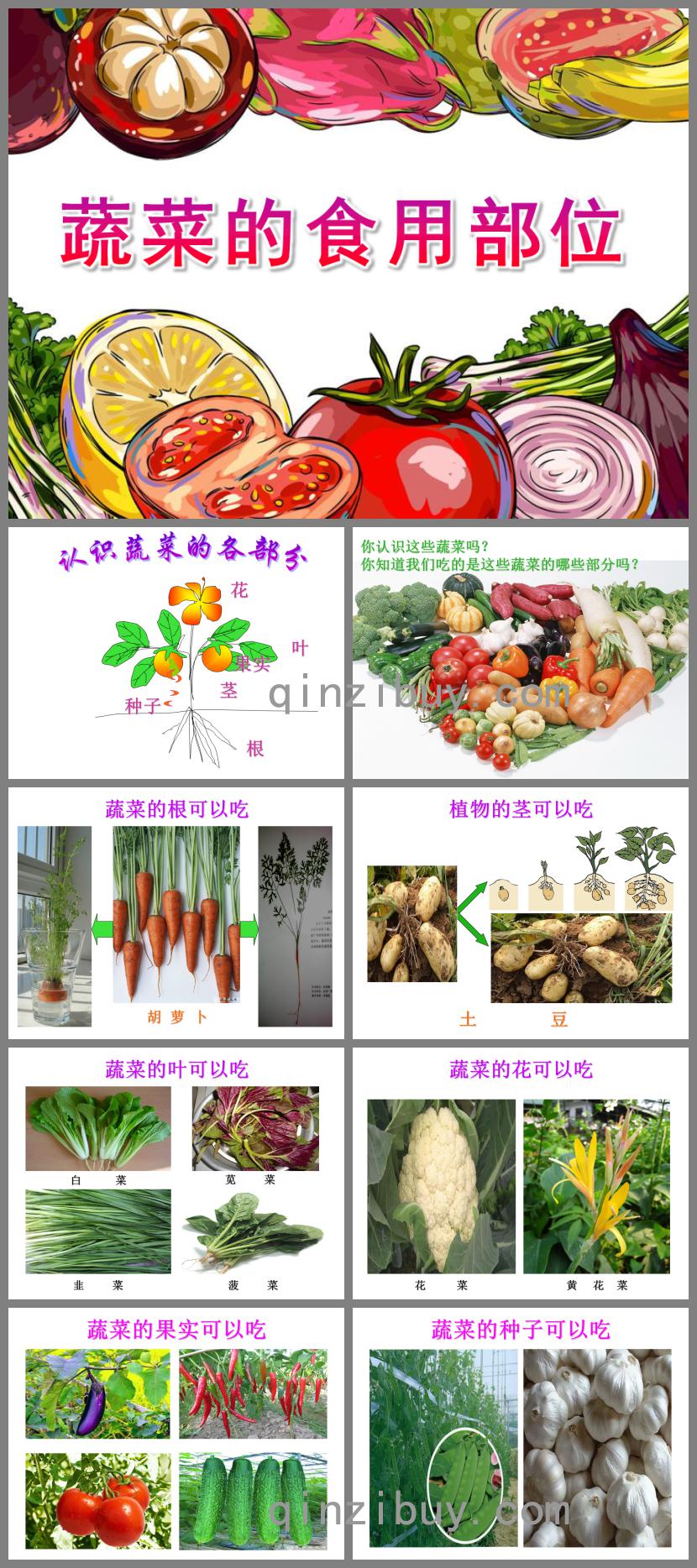 大班健康蔬菜的食用部位PPT課件