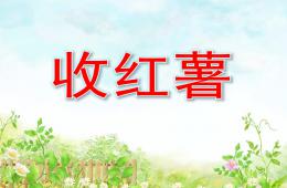 中班科學(xué)收紅薯PPT課件