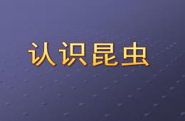 中班認識昆蟲PPT課件