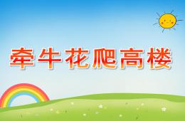 小班語言牽牛花爬高樓PPT課件