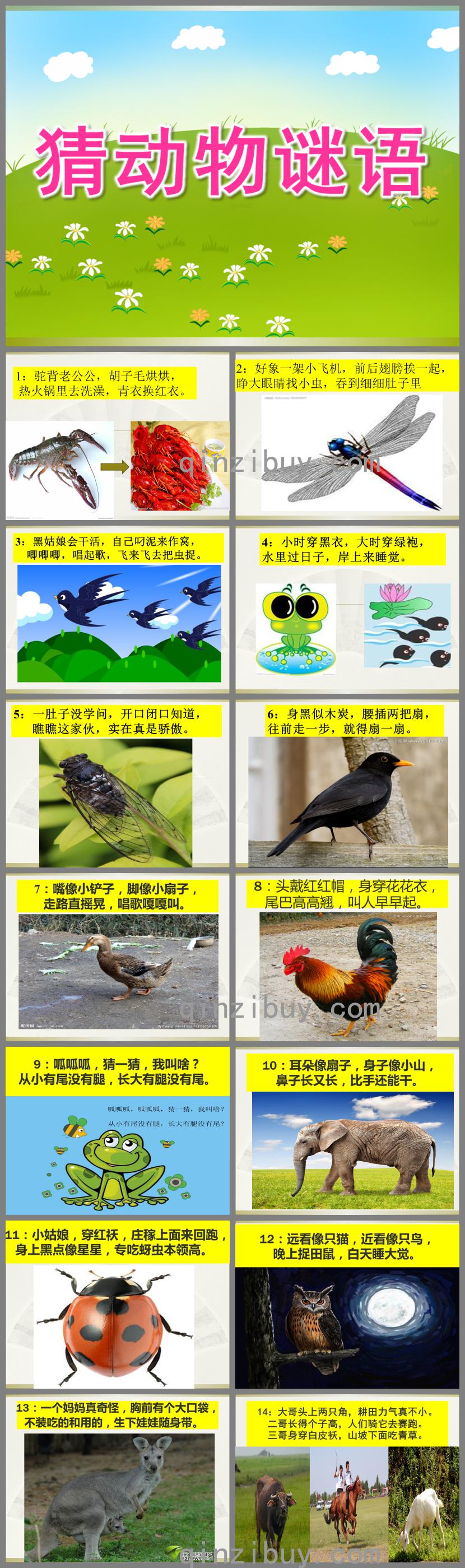 中班語言猜動物謎語PPT課件