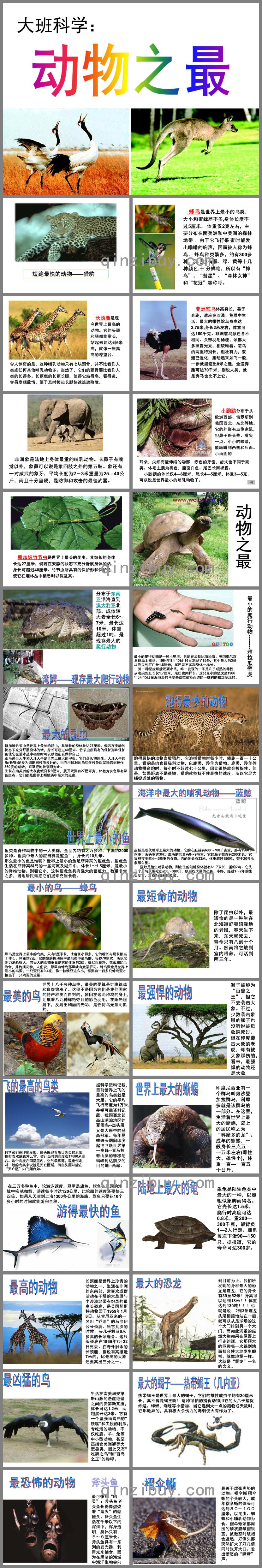 大班科學(xué)動物之最PPT課件
