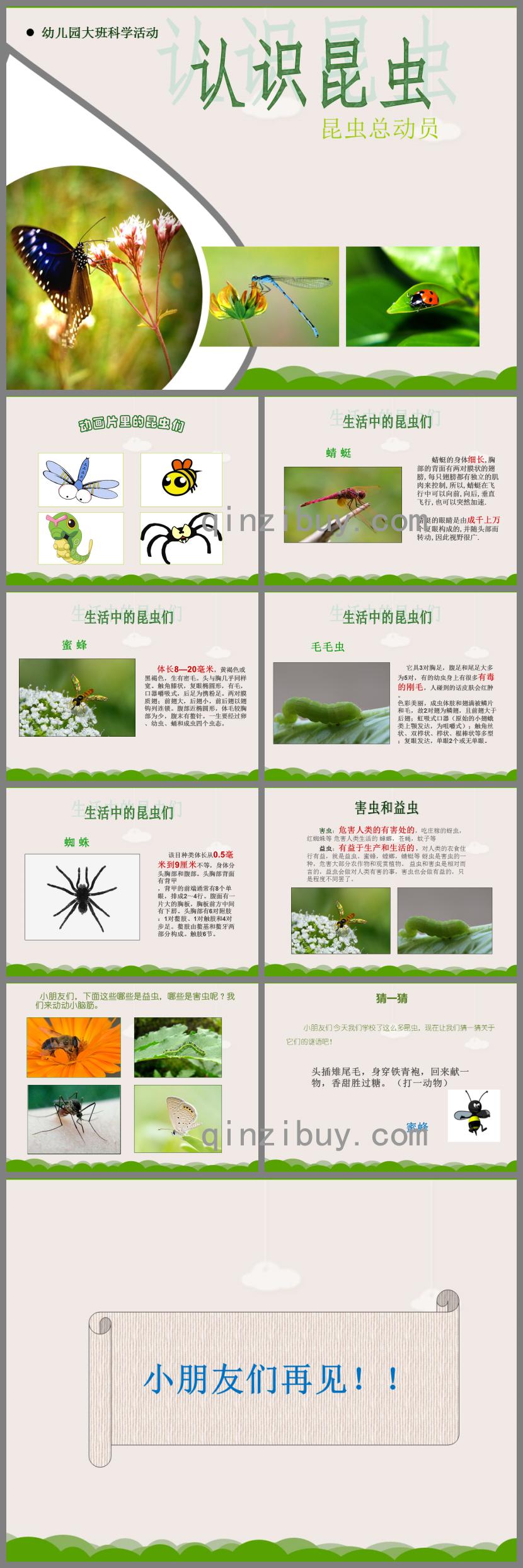 大班科學認識昆蟲PPT課件