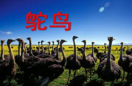 小班美術鴕鳥PPT課件