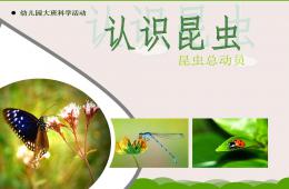 大班科學認識昆蟲PPT課件