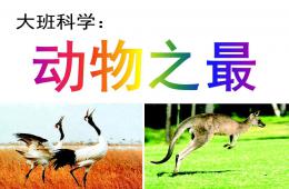 大班科學動物之最PPT課件