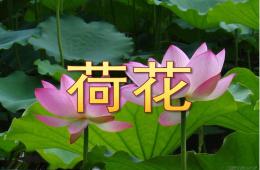 大班繪畫荷花PPT課件