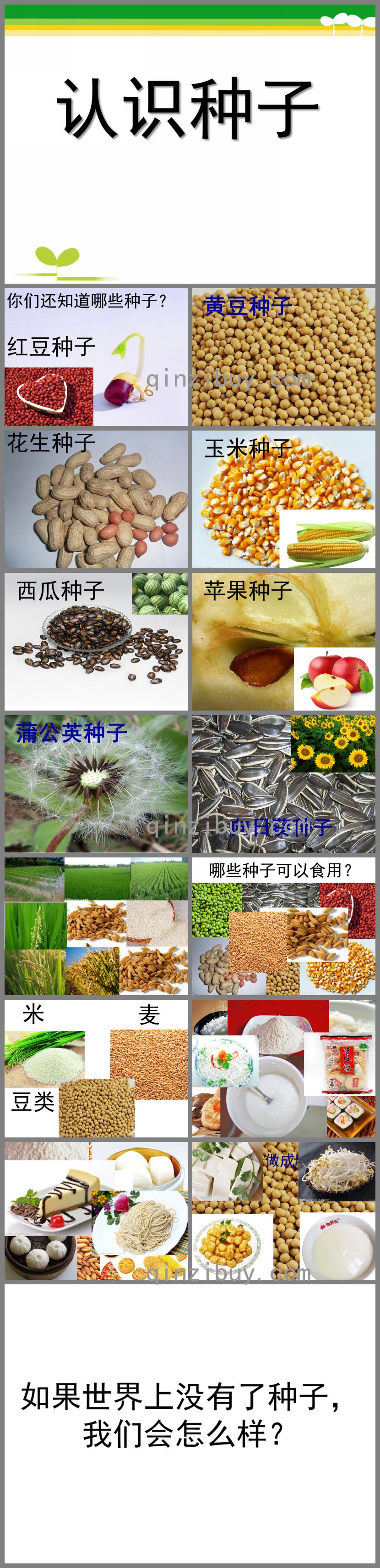中班科學認識種子PPT課件