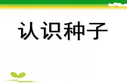 中班科學認識種子PPT課件