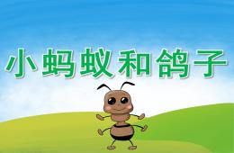 中班社會小螞蟻和鴿子PPT課件