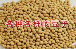 幼兒園科學(xué)各種各樣的豆子PPT課件