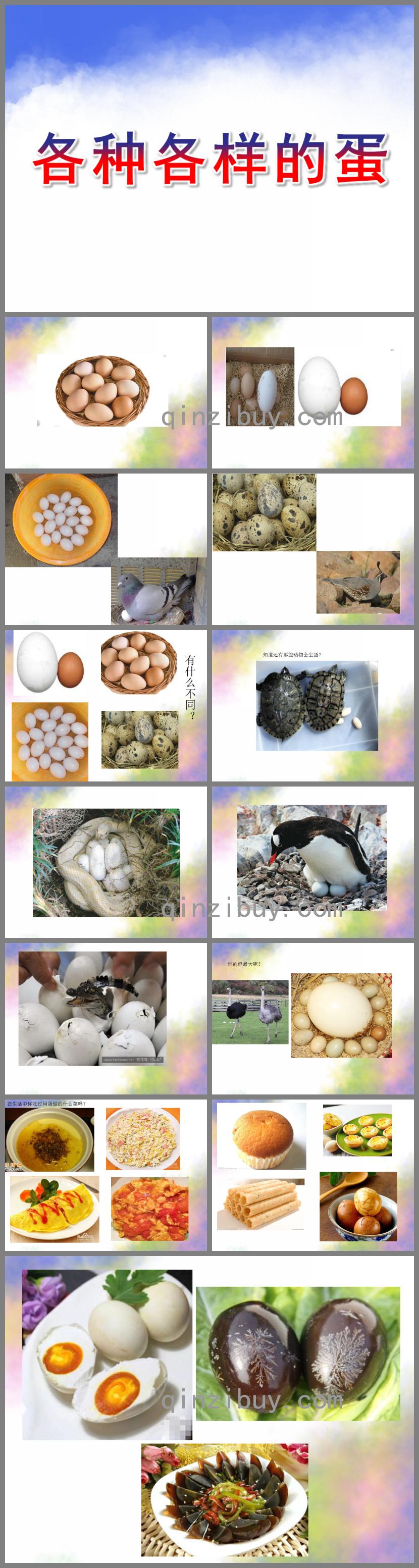 中班科學各種各樣的蛋PPT課件