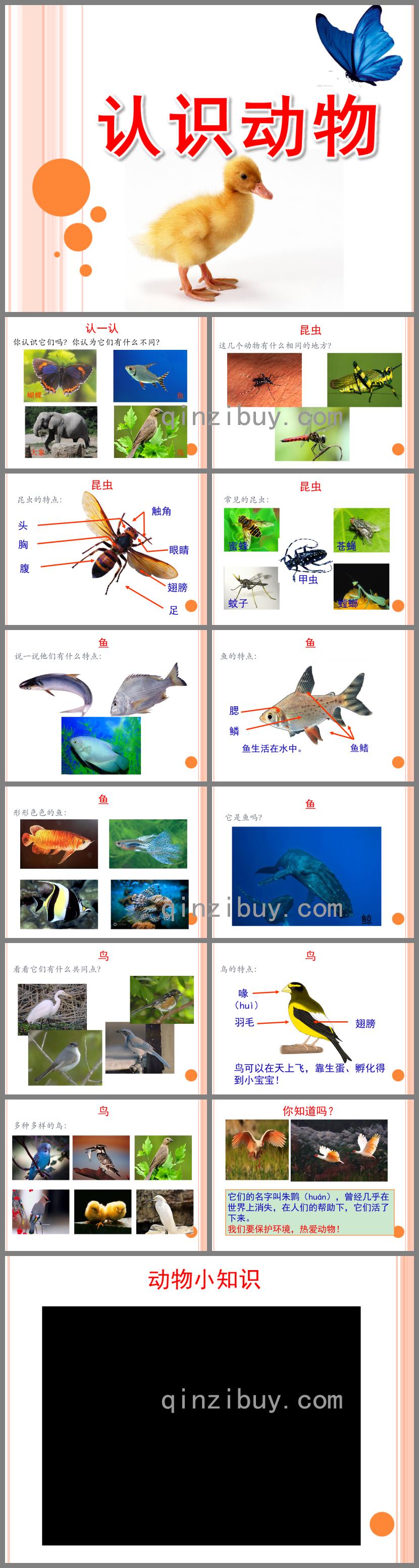 大班科學認識動物PPT課件