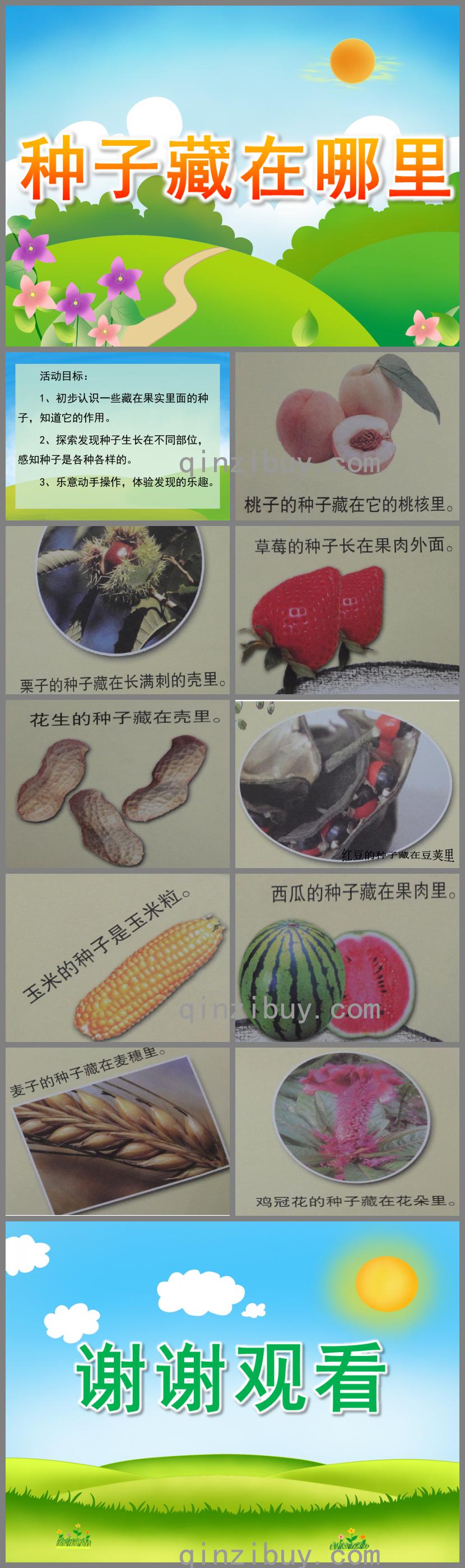 大班科學種子藏在哪里PPT課件