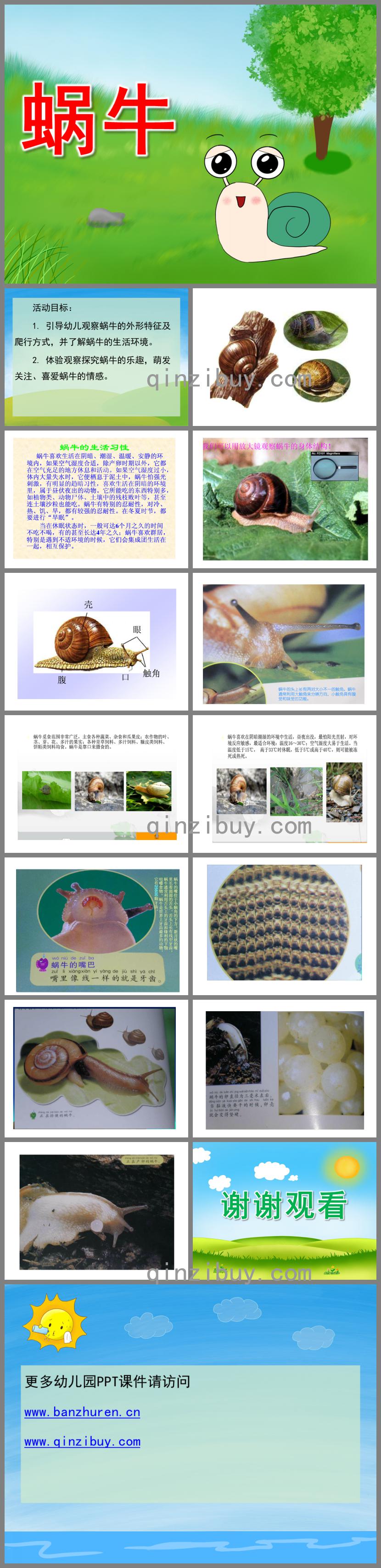 中班科學蝸牛PPT課件