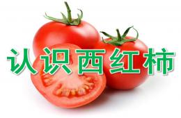 中班健康認識西紅柿PPT課件