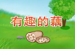 大班科學有趣的藕PPT課件