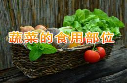 大班健康蔬菜的食用部位PPT課件