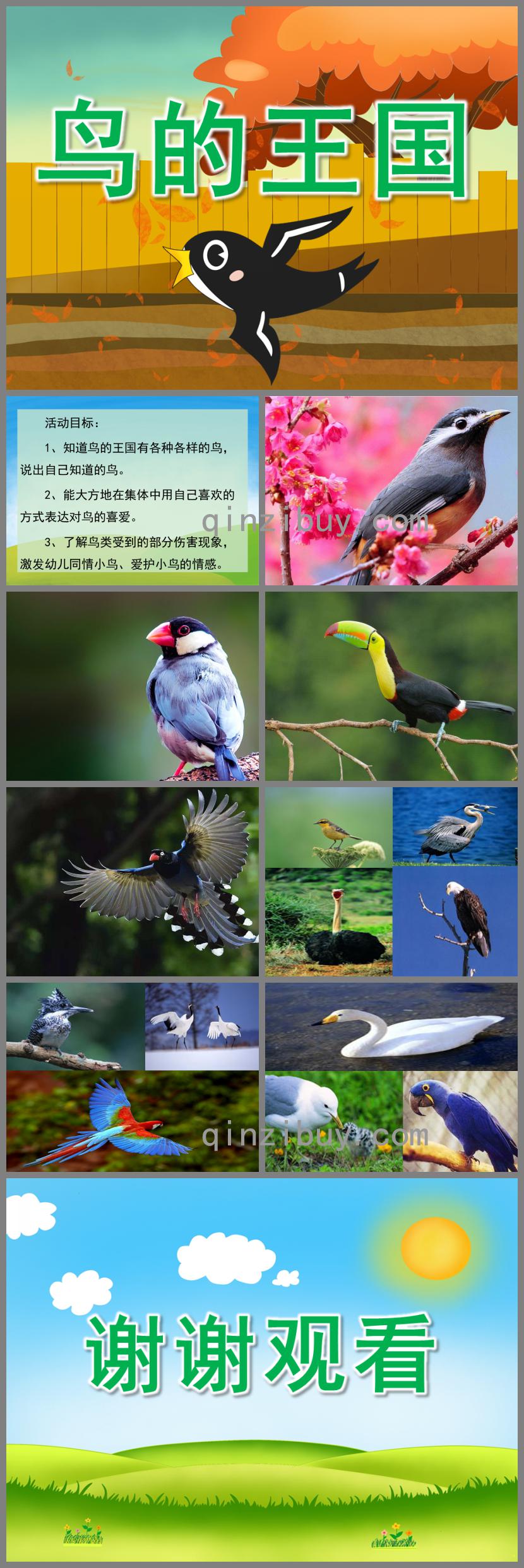 中班科學鳥的王國PPT課件