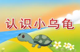 小班科學認識小烏龜PPT課件