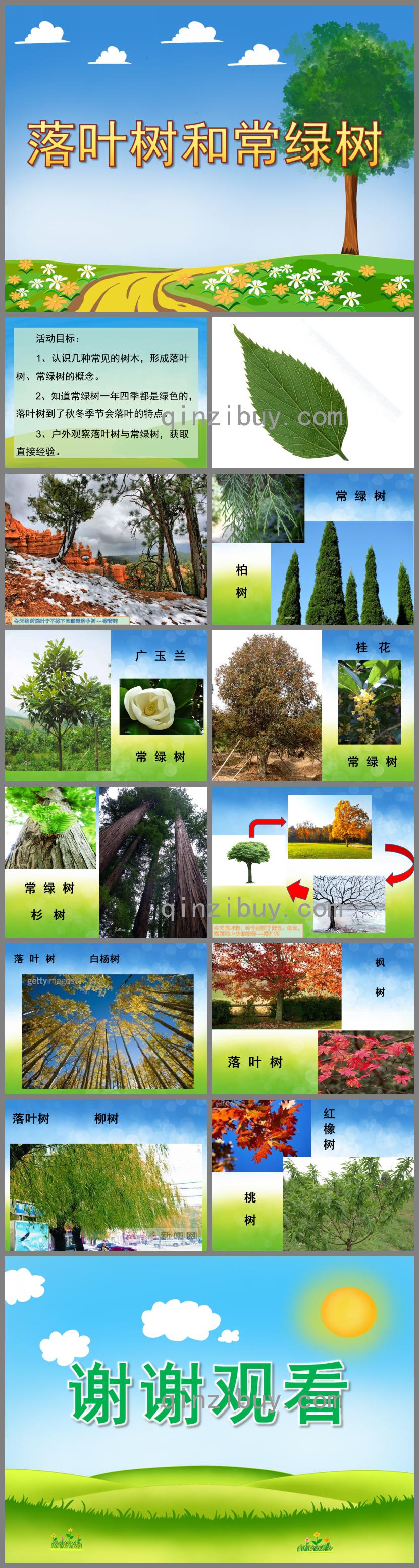 小班科學落葉樹和常綠樹PPT課件