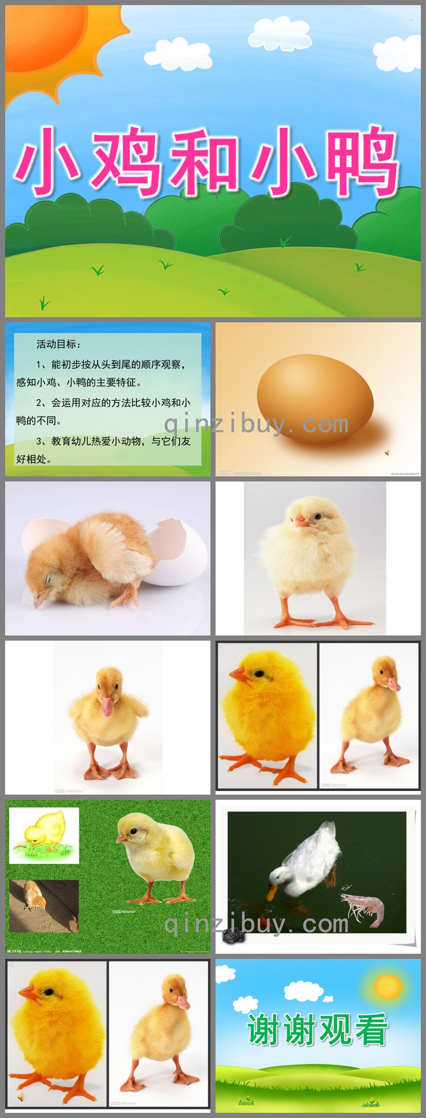 小班科學活動小雞和小鴨PPT課件音頻