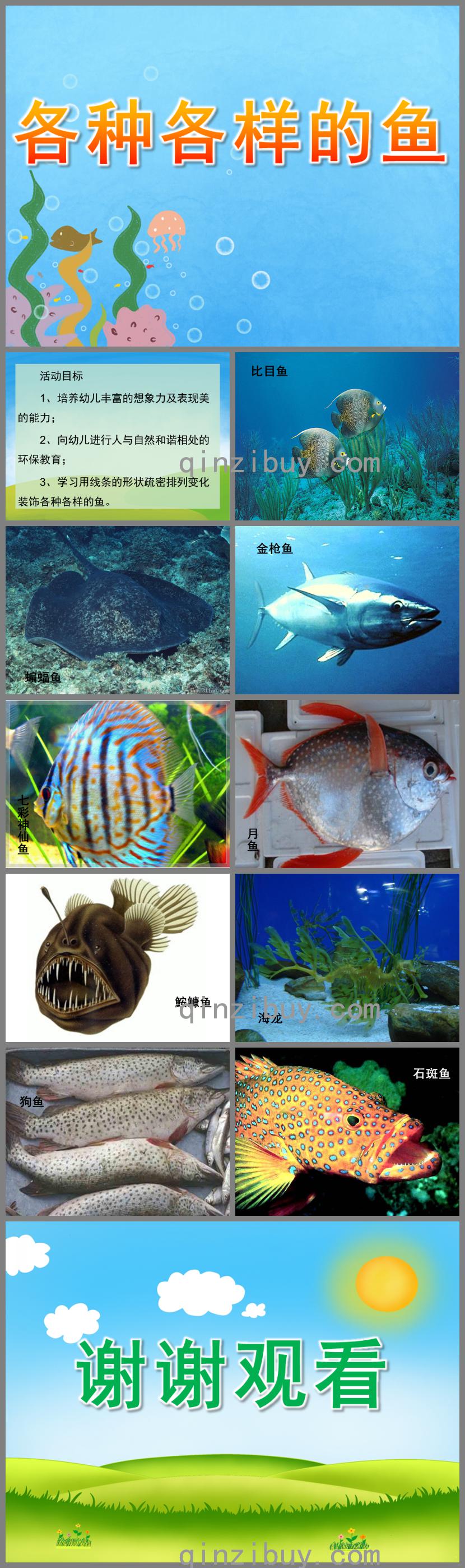 大班各種各樣的魚PPT課件