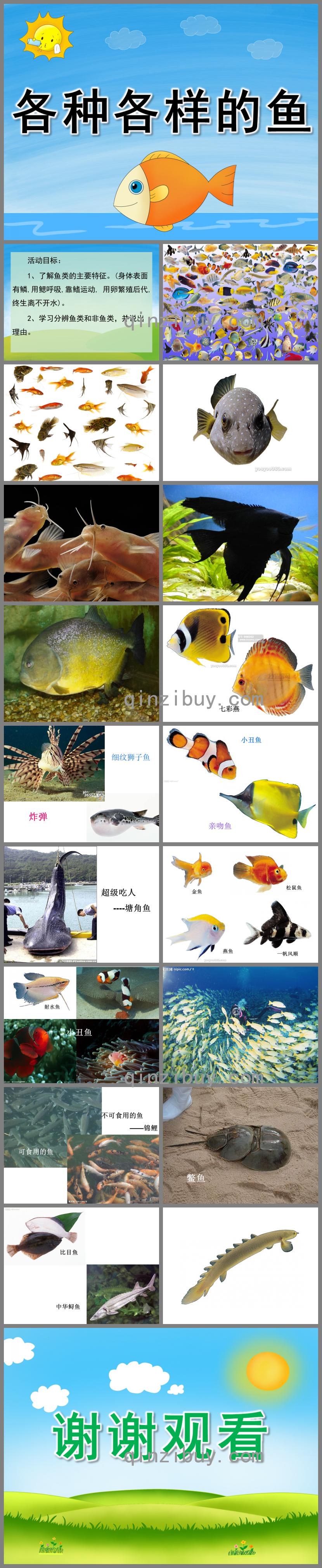 幼兒園科學(xué)認(rèn)知各種各樣的魚PPT課件